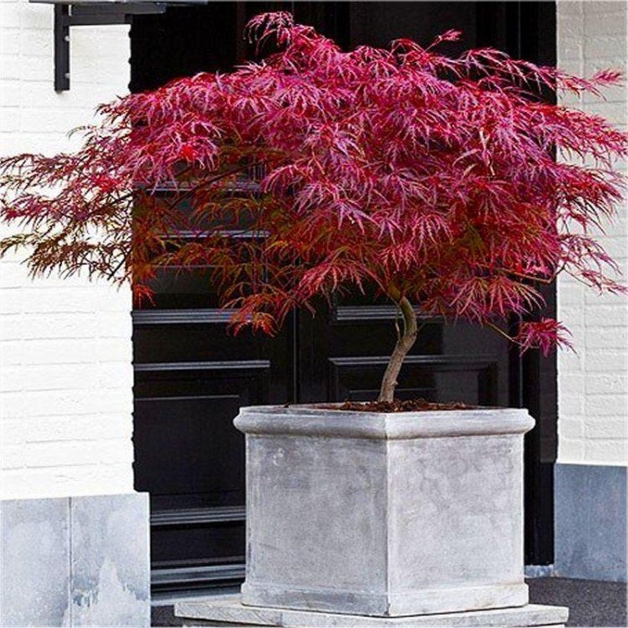 Acers - Japanese Maples