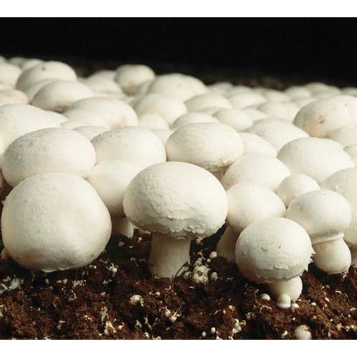Mushroom Growing Kits