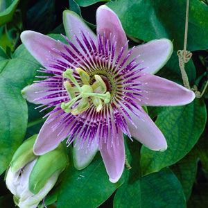 Passion Flowers - Passiflora caerulea