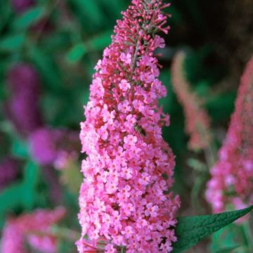 Buddleia - Butterfly Bushes