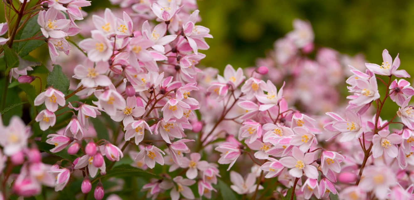 Buy Garden Plants from Online Garden Centre Gardening Express The UK's