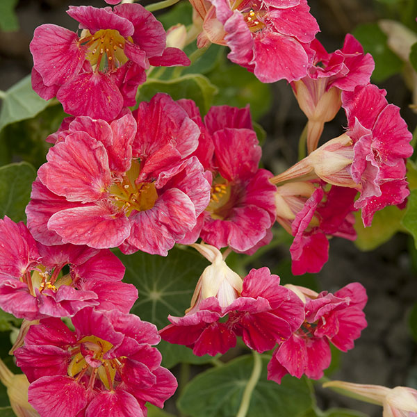 Nasturtium Plants