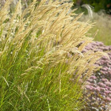 Stipa Plants