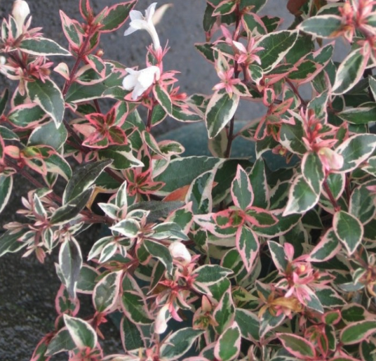 Abelia Shrubs