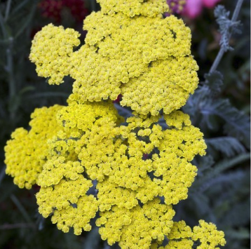 Achillea Plants