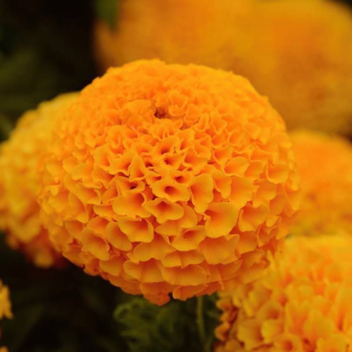 African Marigold