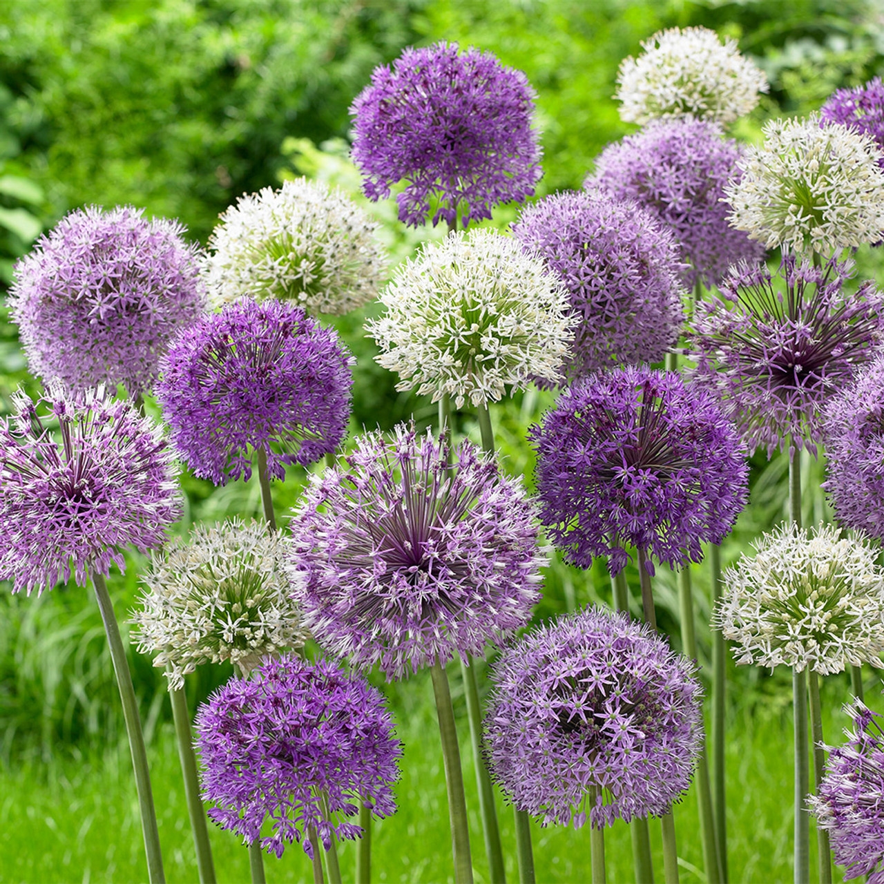 Allium Bulbs