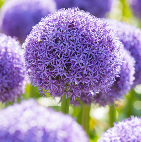 Alliums