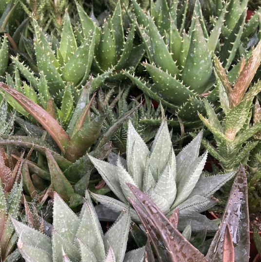 Aloe Vera