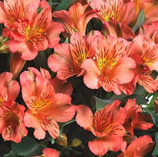 Alstromeria plants