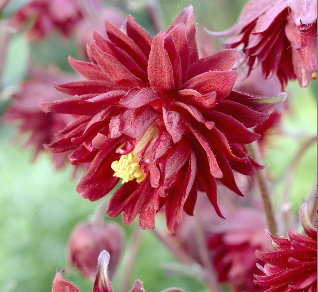 Aquilegia plants