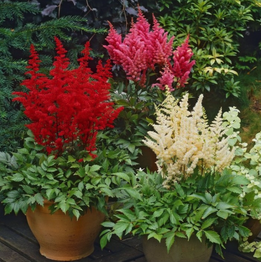 Astilbe Plants