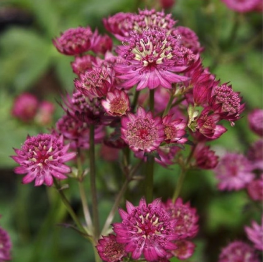 Astrantia Plants