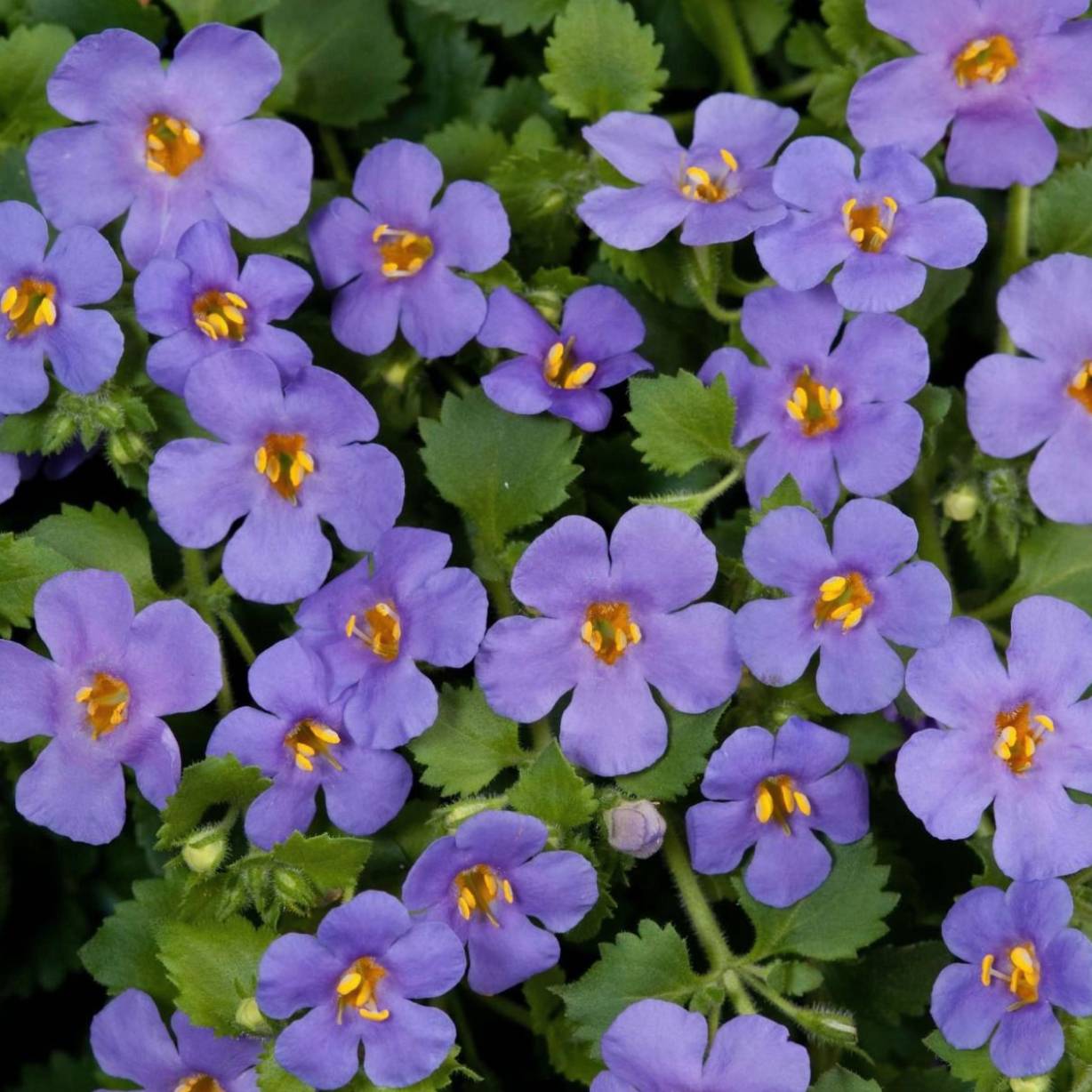 Bacopa Plants