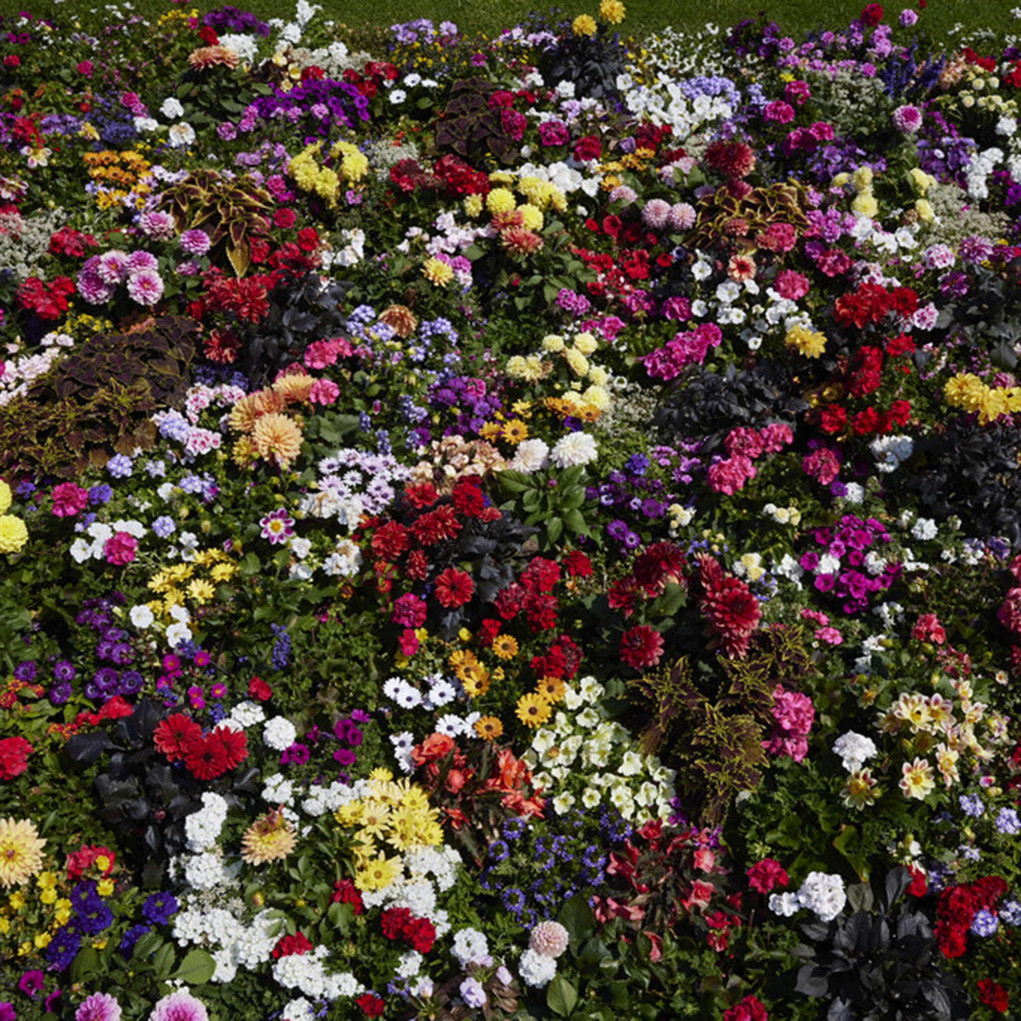 Bedding Plants Complete Range