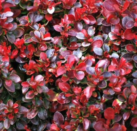 Berberis Shrubs