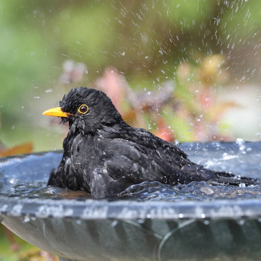 Bird Baths