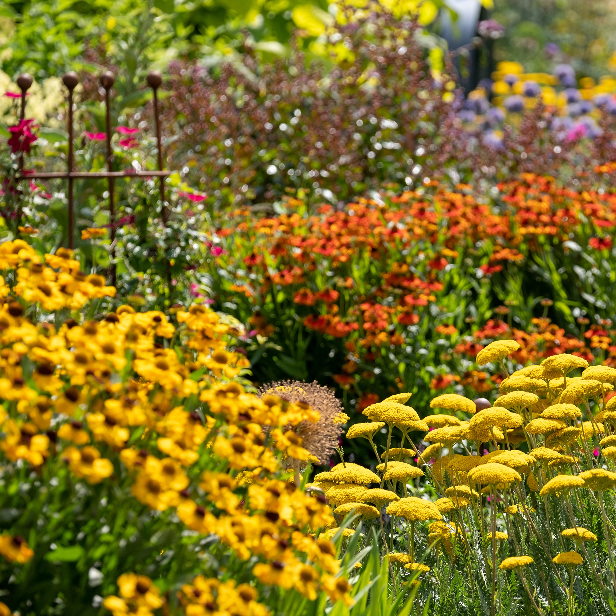 Border perennial plants