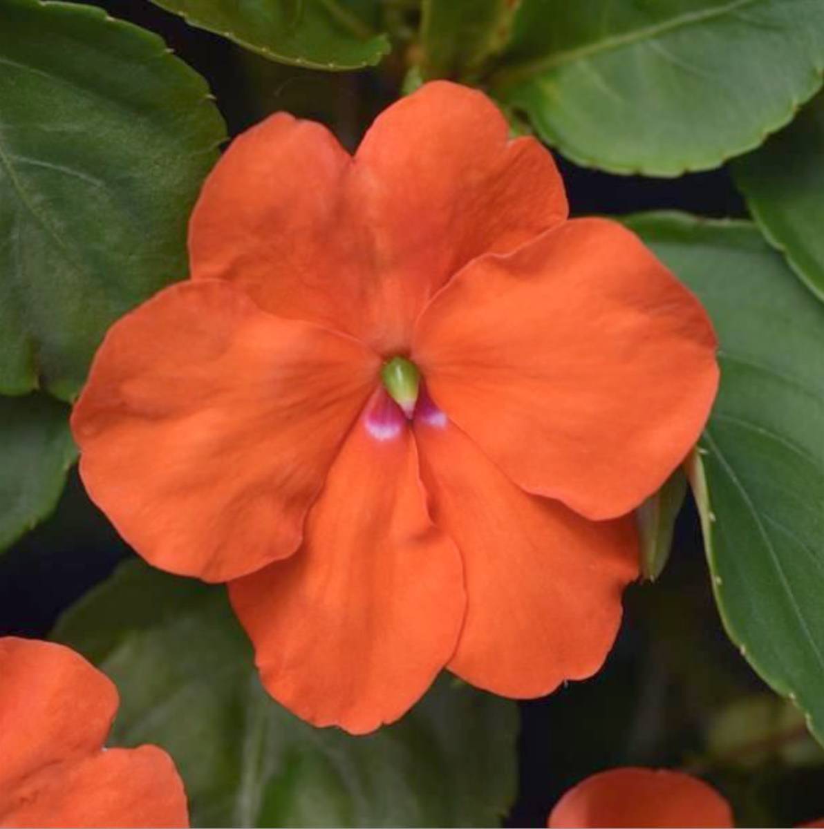 Busy Lizzie - Impatiens