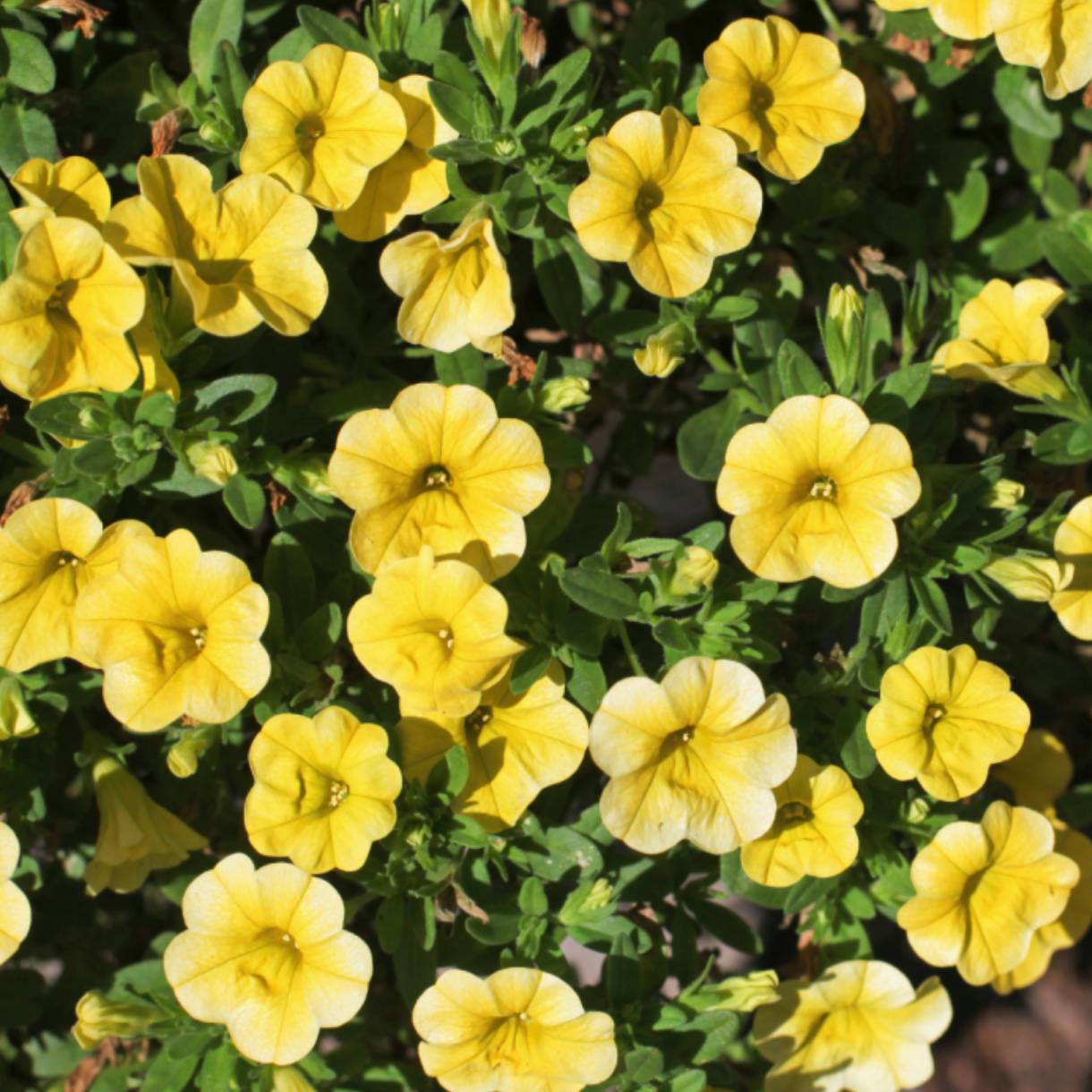 Calibrachoa Plants