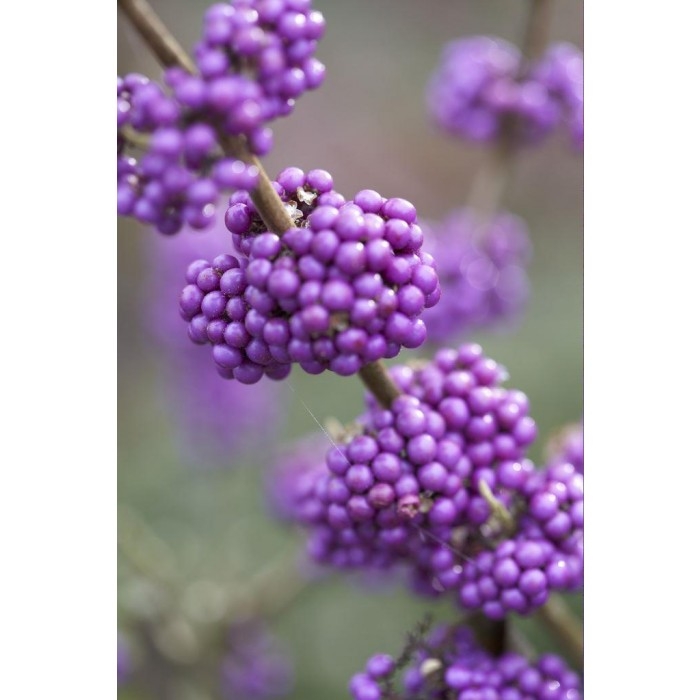 Callicarpa -  Beauty Berry Plants