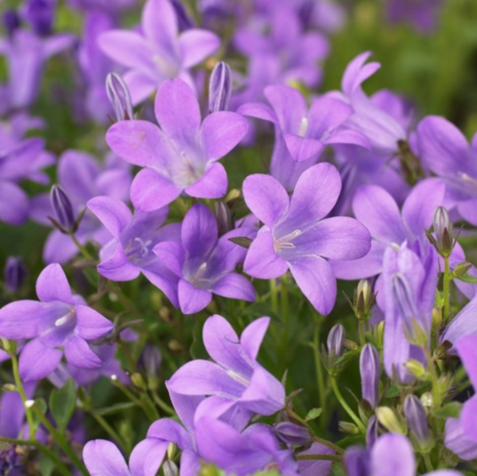 Campanula Plants