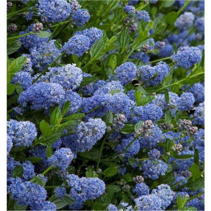 Ceanothus - Californian Lilac