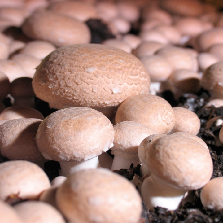 Fungi & Mushrooms