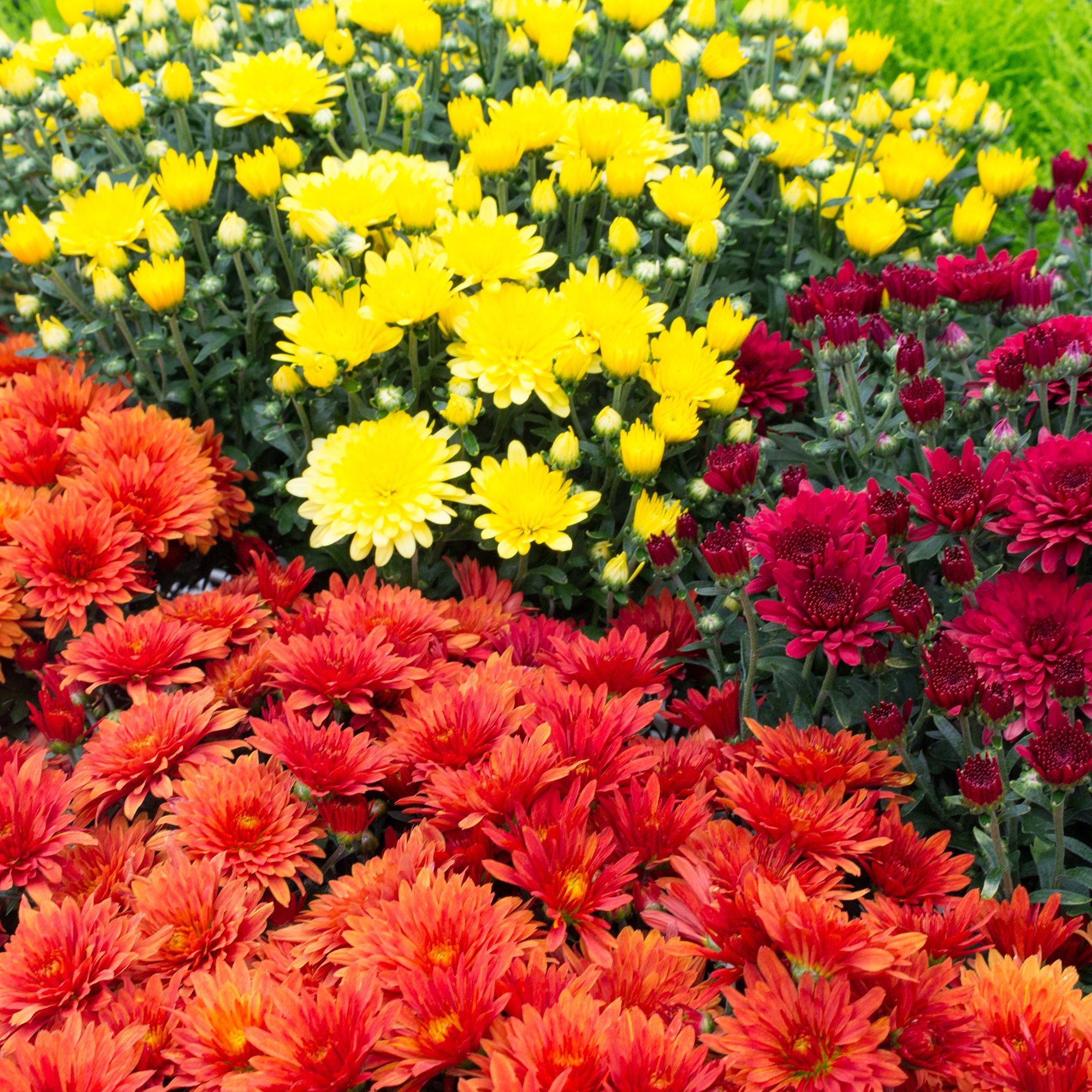 Chrysanthemum Bedding Plants