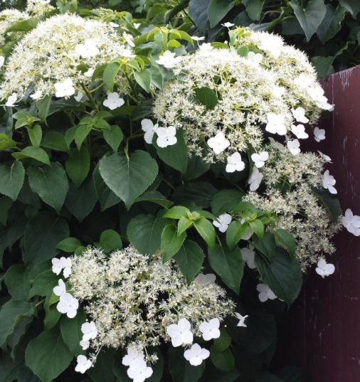 Climbing Hydrangea Plants