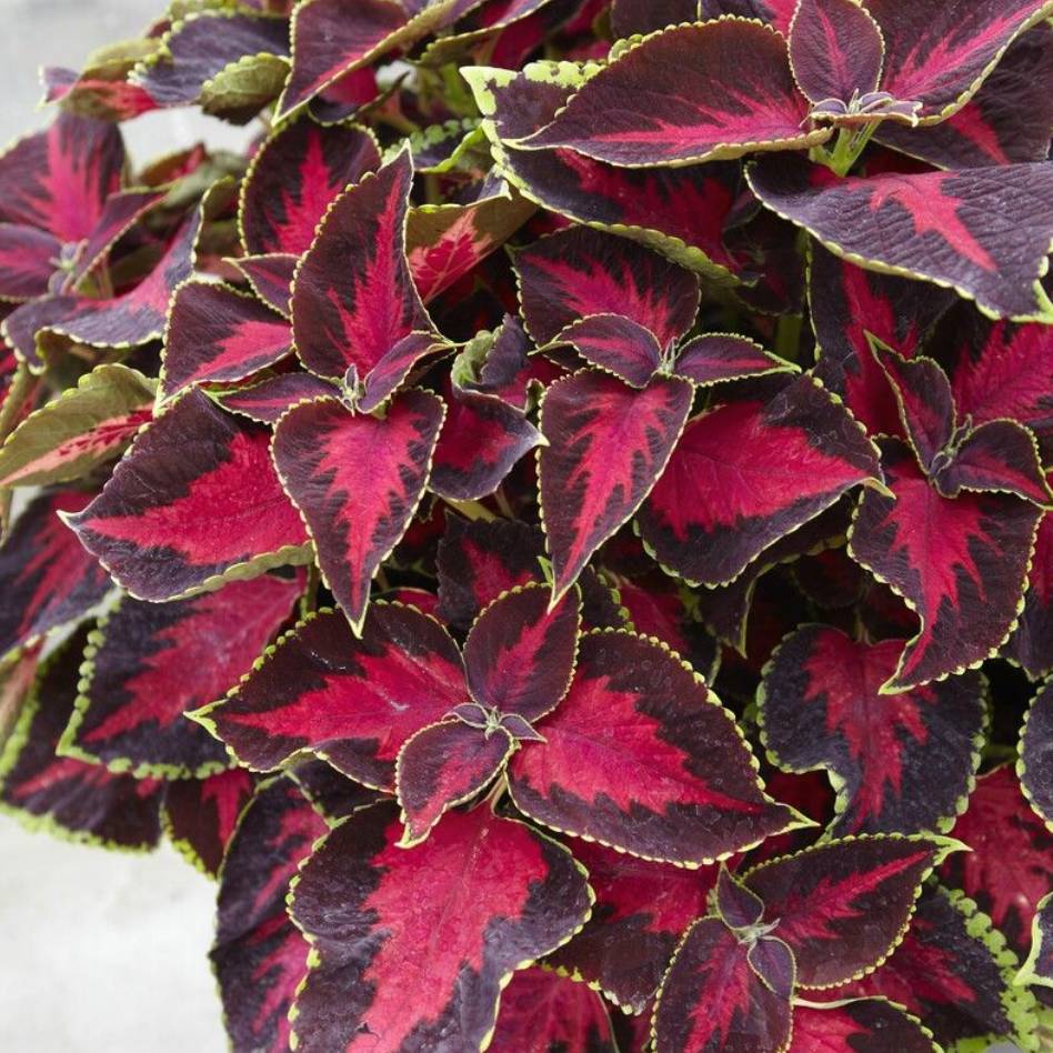 Coleus Plants