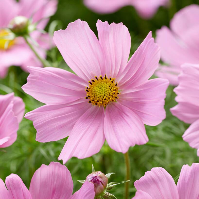 Cosmos Plants