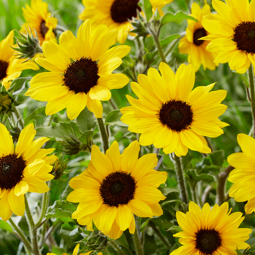 Sunflower Plants