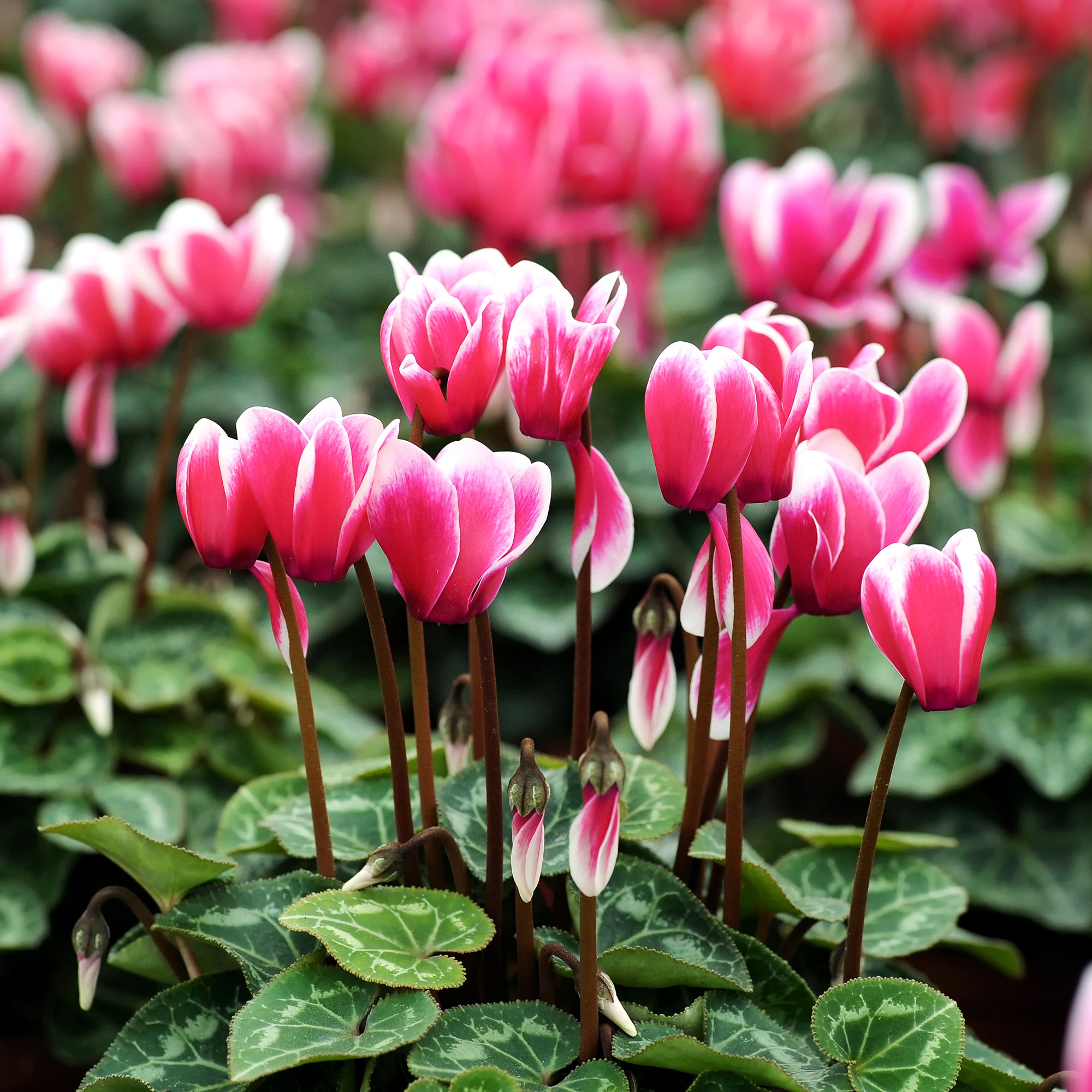 Cyclamen Plants