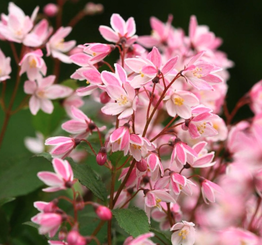 Deutzia Shrubs