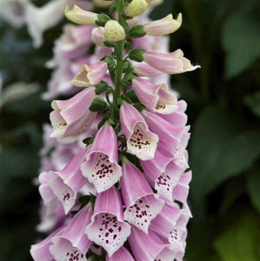 Digitalis Foxglove Plants