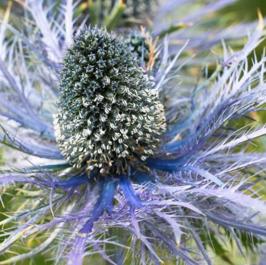 Eryngium Plants