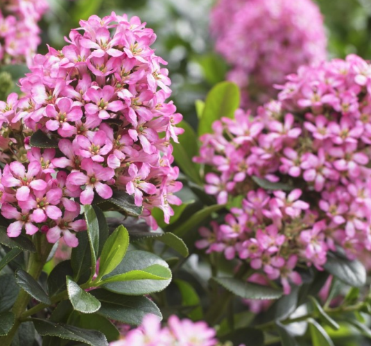 Escallonia shrubs