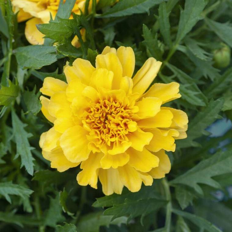 French Marigold Plants