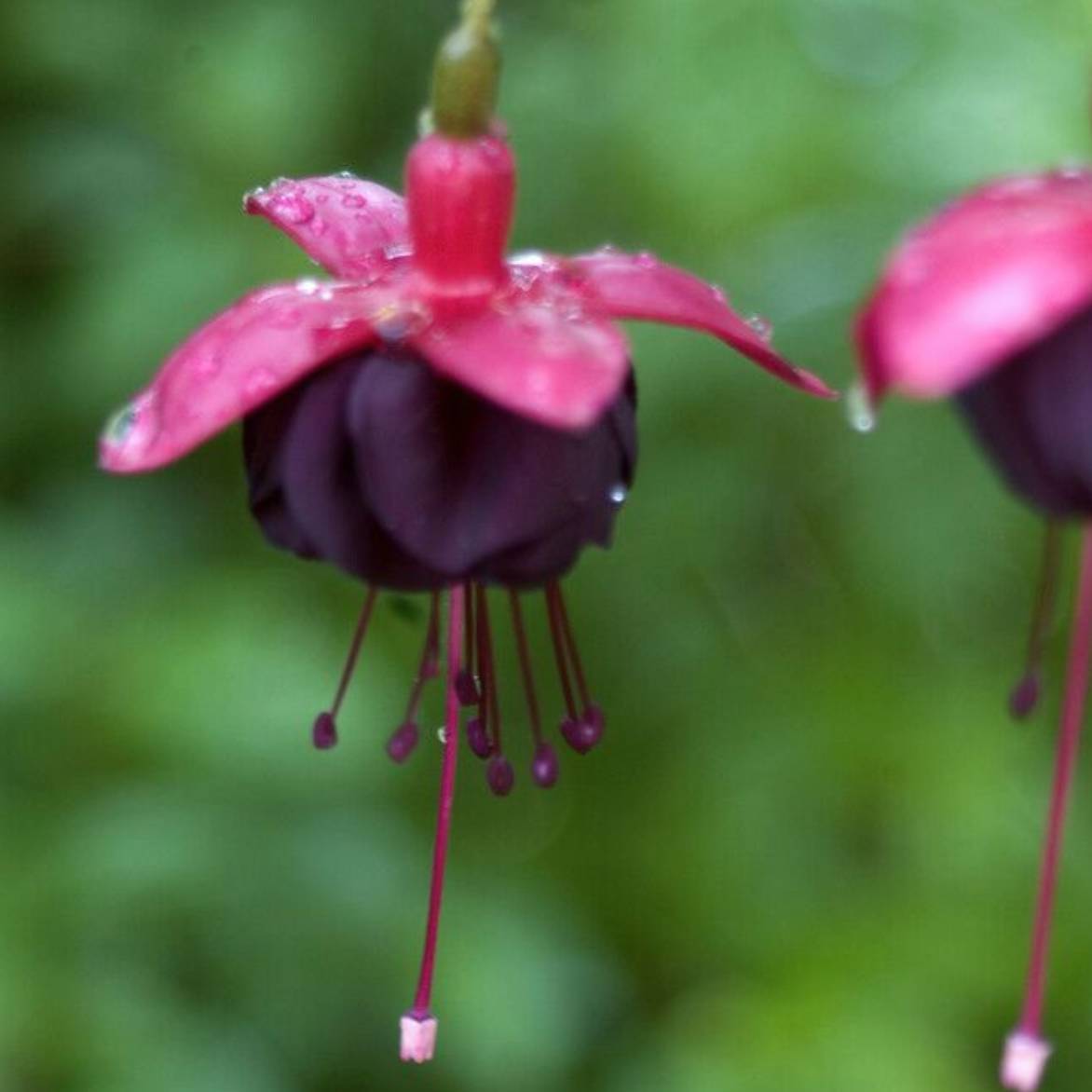 Fuchsia Bedding Plants