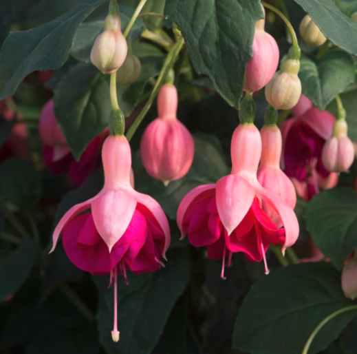 Fuchsia Shrubs