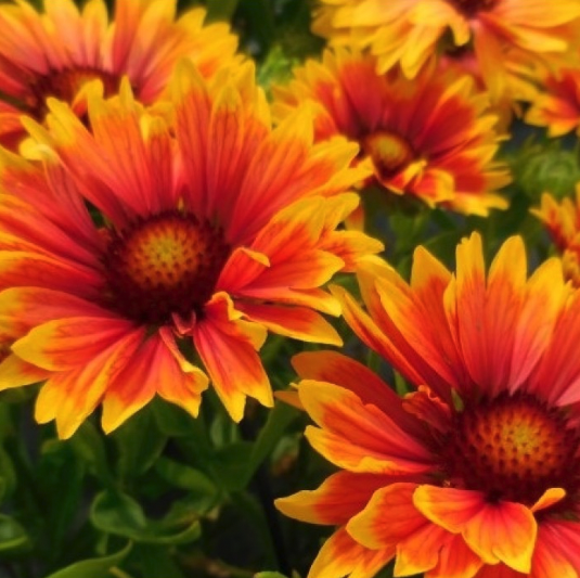 Gaillardia Plants