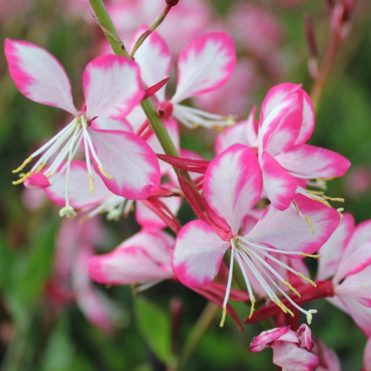 Gaura Plants