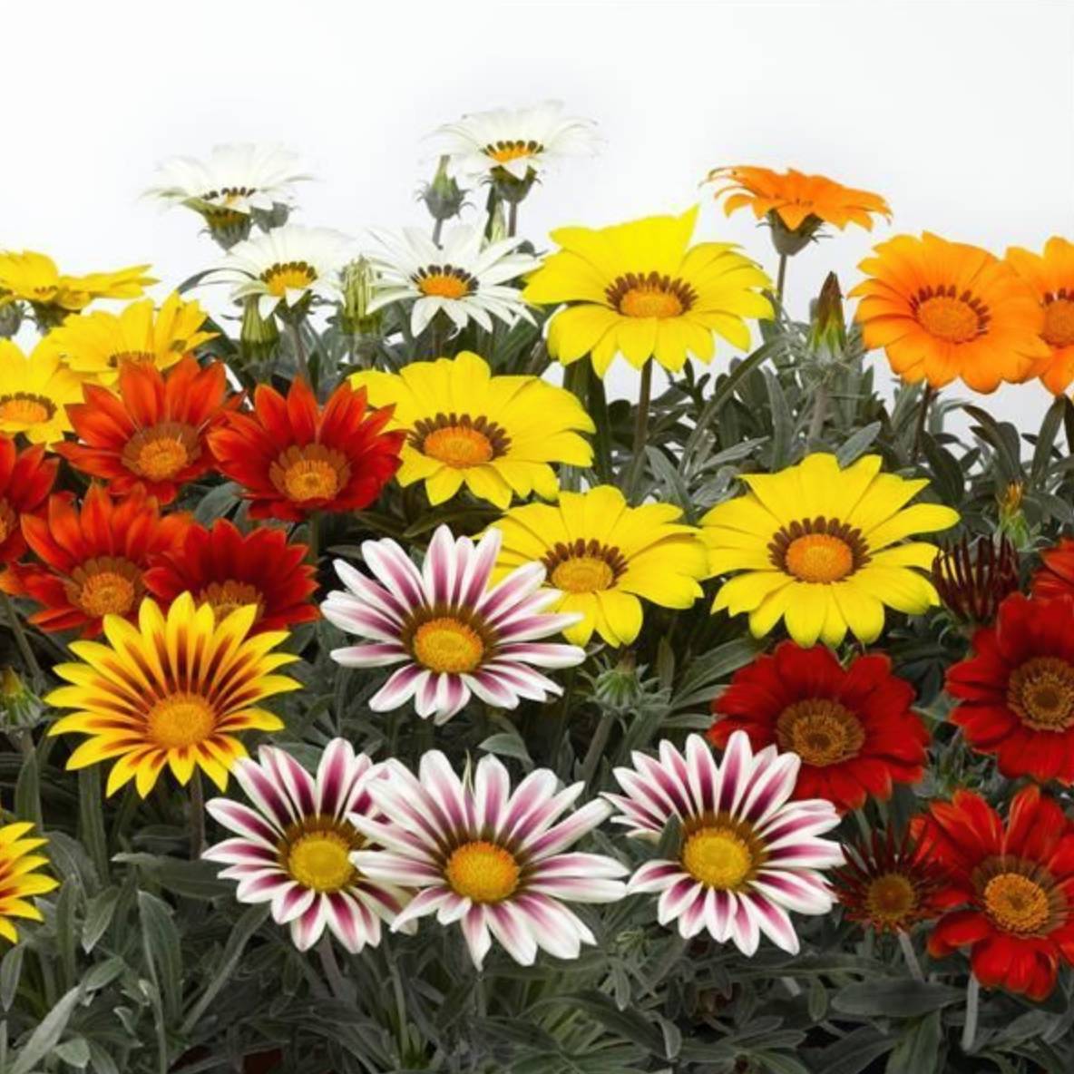 Gazania Plants