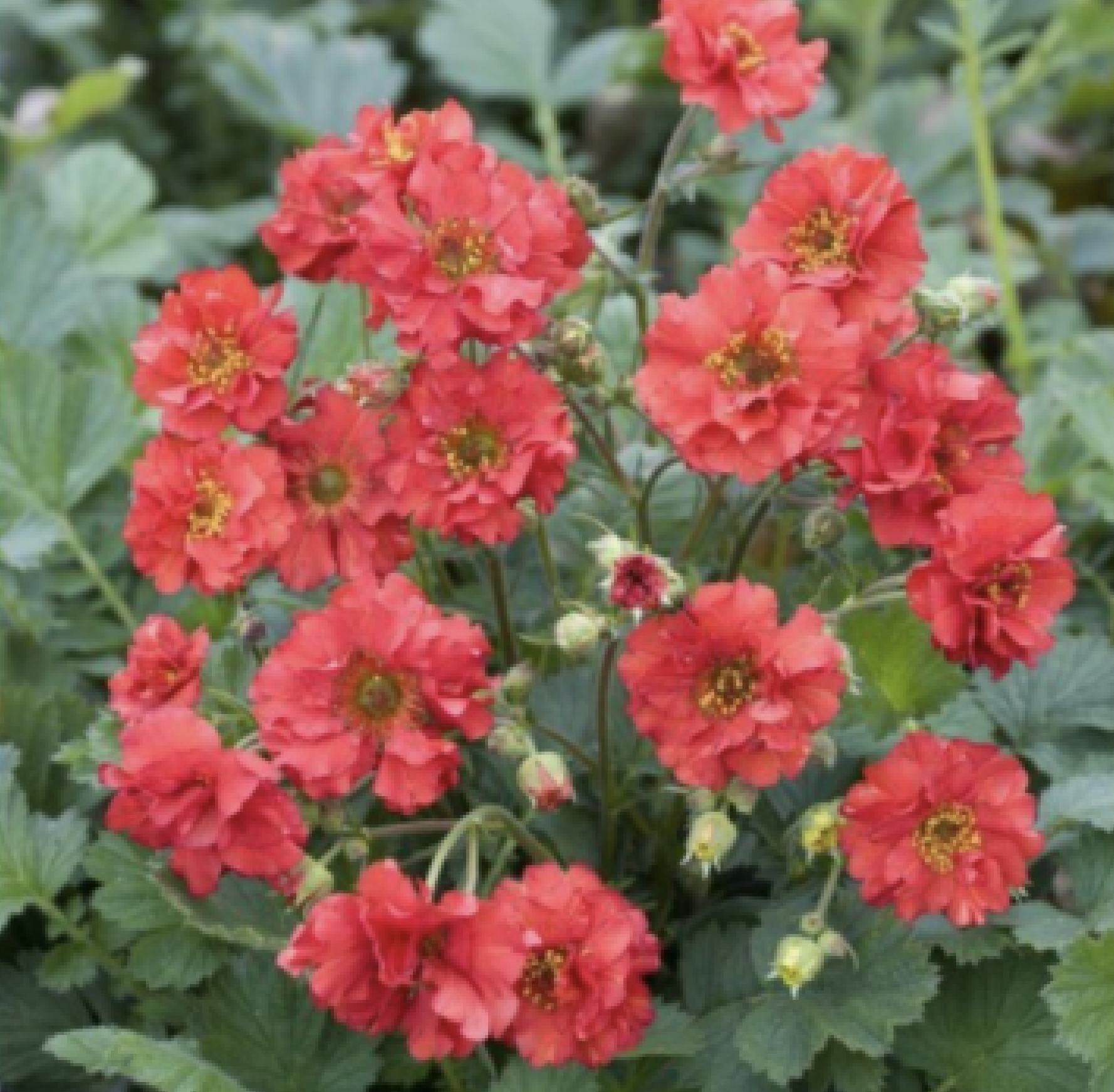 Geum Plants - Avens