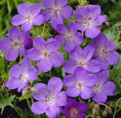 Hardy Geranium Plants