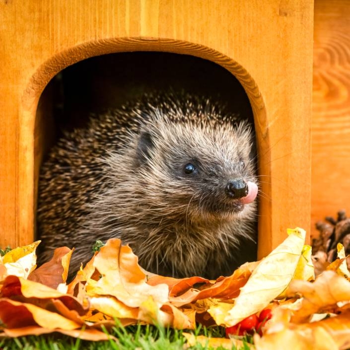 Hedgehog Houses & Food