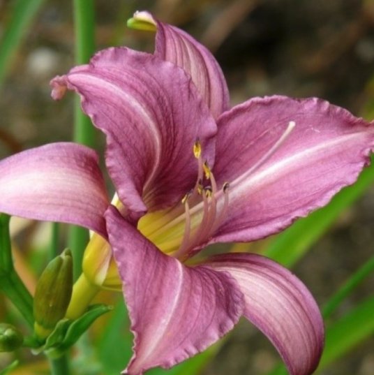 Hemerocallis Plants