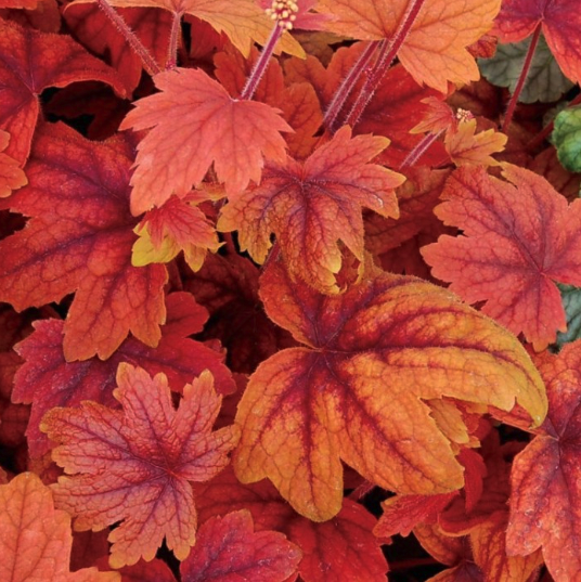 Heuchera Plants - Coral Bells