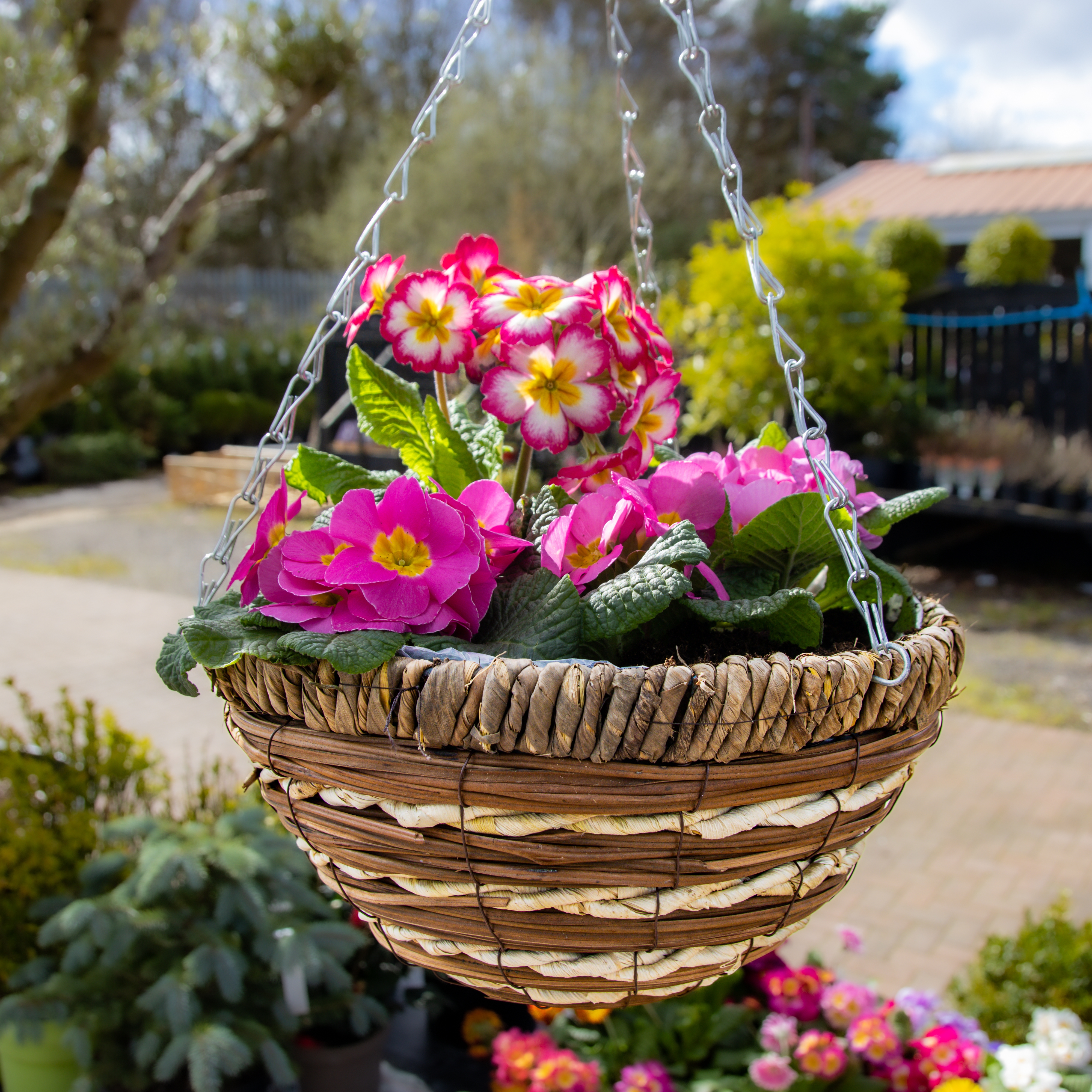 Hanging Baskets